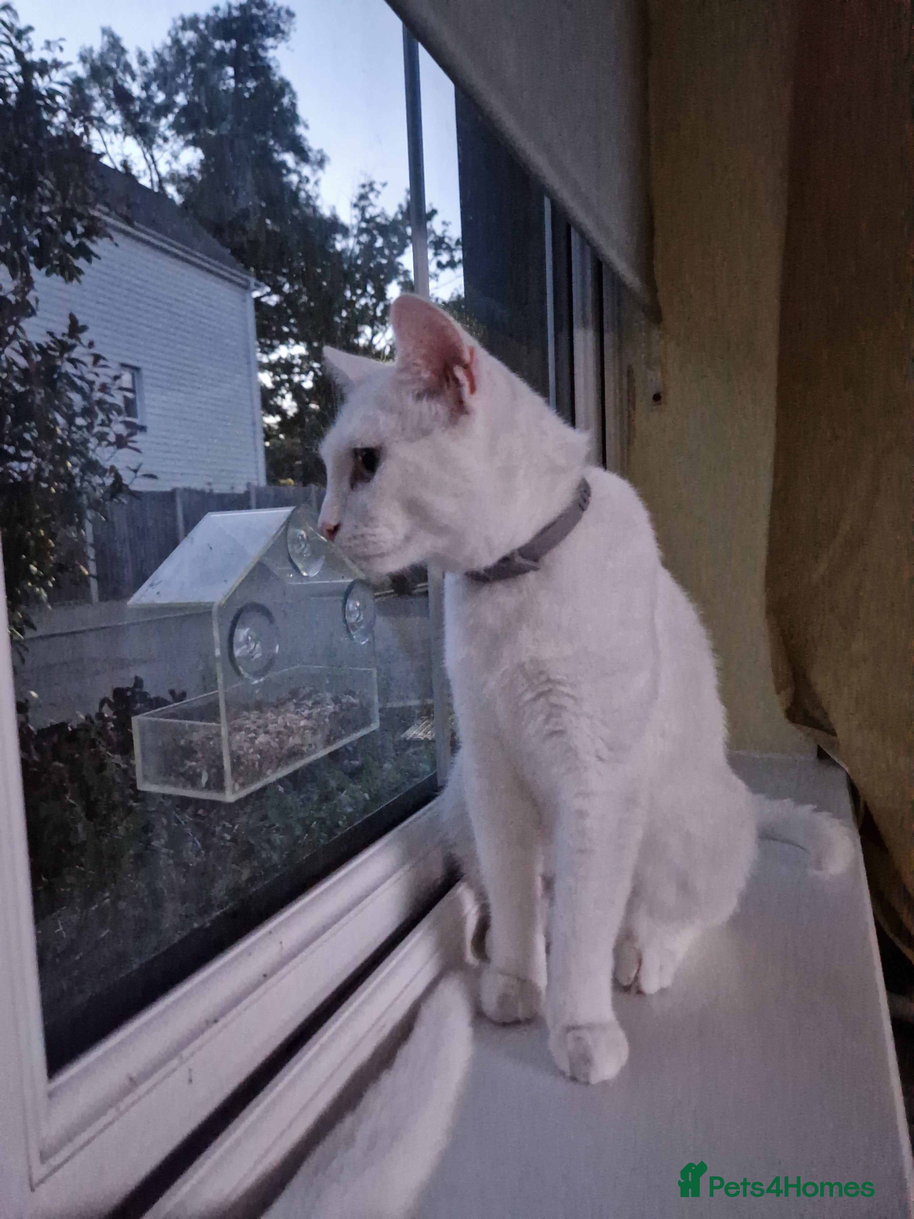 Turkish Angora cats 3 year old cat for sale (NOT KITTENS) - Advert 5