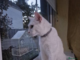 Turkish Angora cats - Advert 3