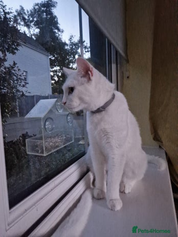 Turkish Angora cats - Advert 14