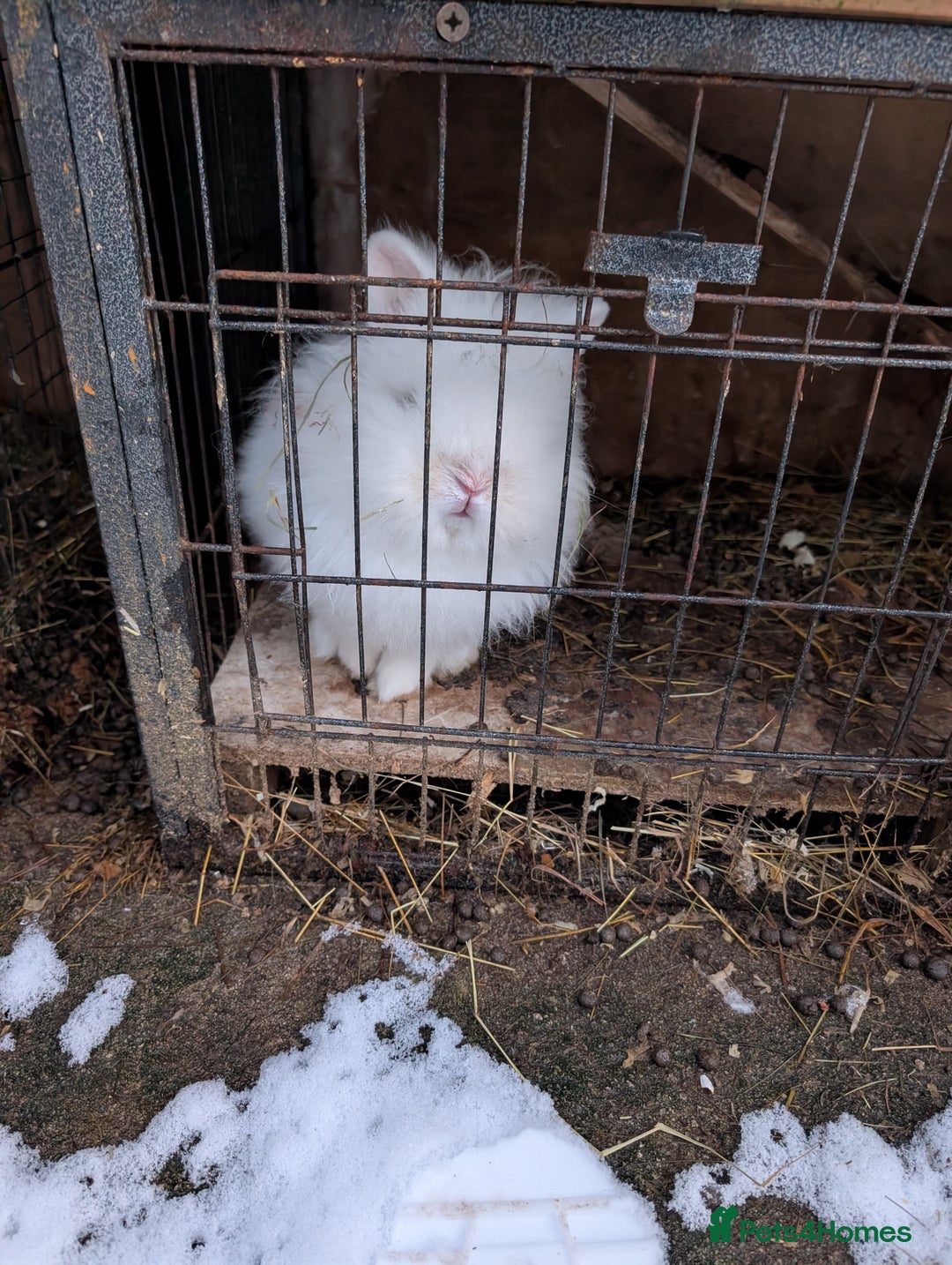 Lionhead rabbits for sale:  trio of lionheads - Advert 3