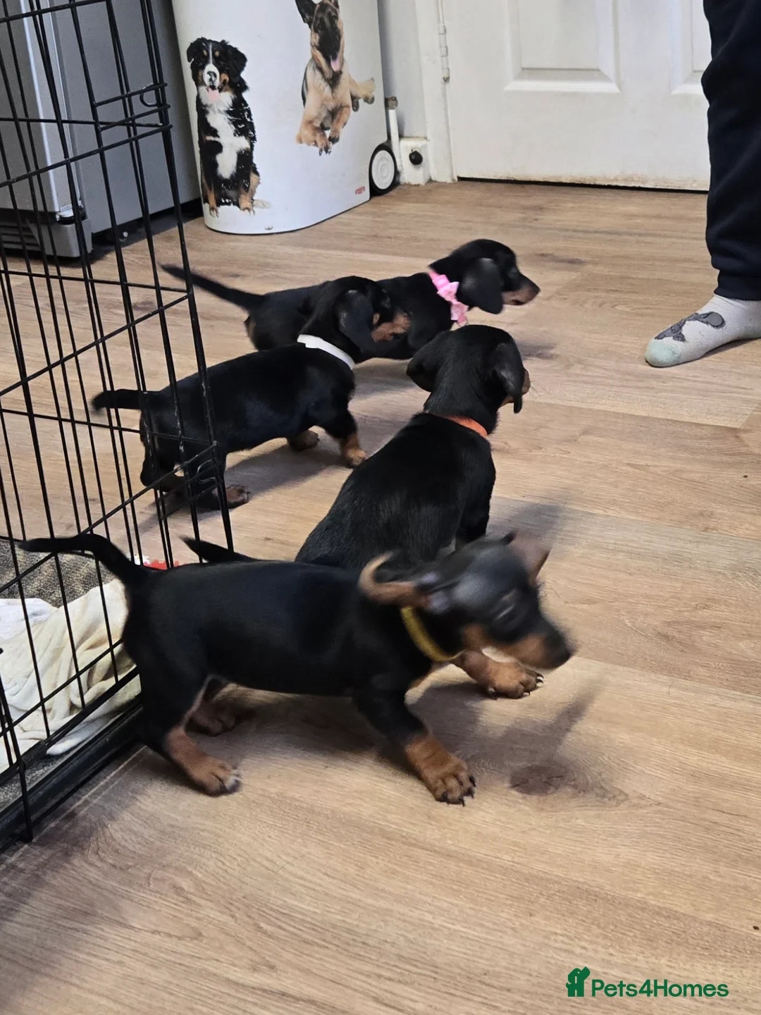 Dachshund dogs for sale: Miniature Dachshund, 1 Girl Left - Advert 11
