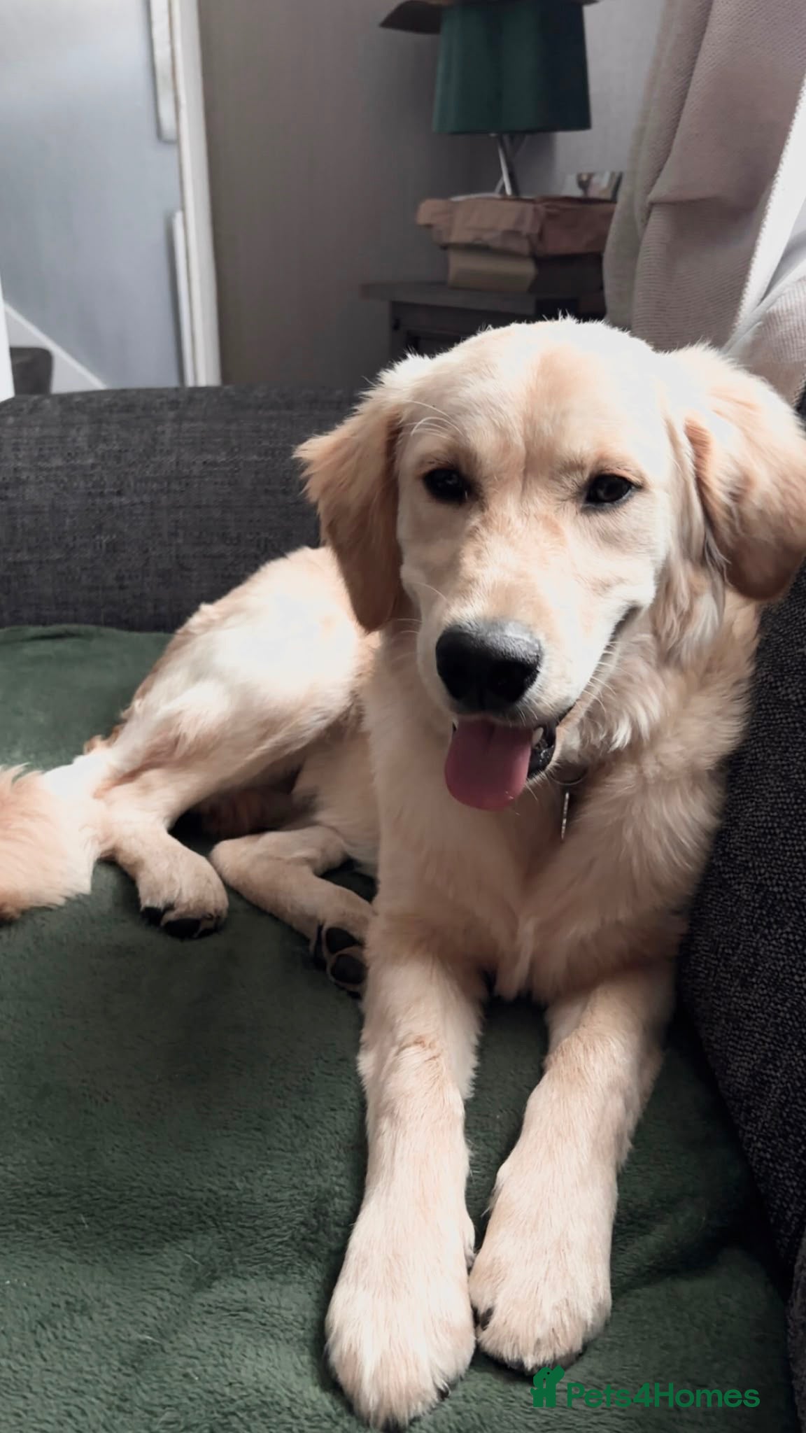 Golden Retriever dogs REHOME golden retriever Parker  - Advert 2