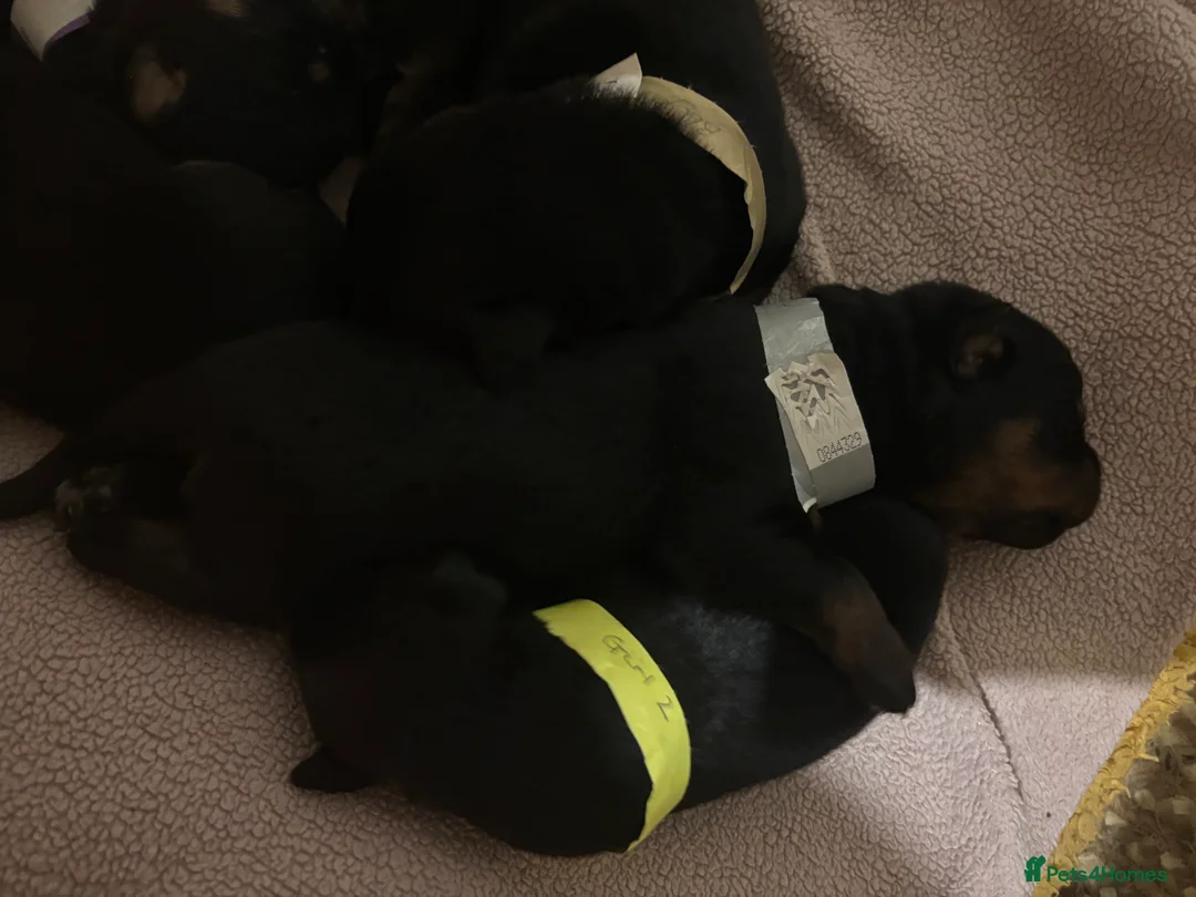 Rottweiler dogs for sale: *** Pedigree Rottweiler puppies ready in 2 wks*** - Advert 23