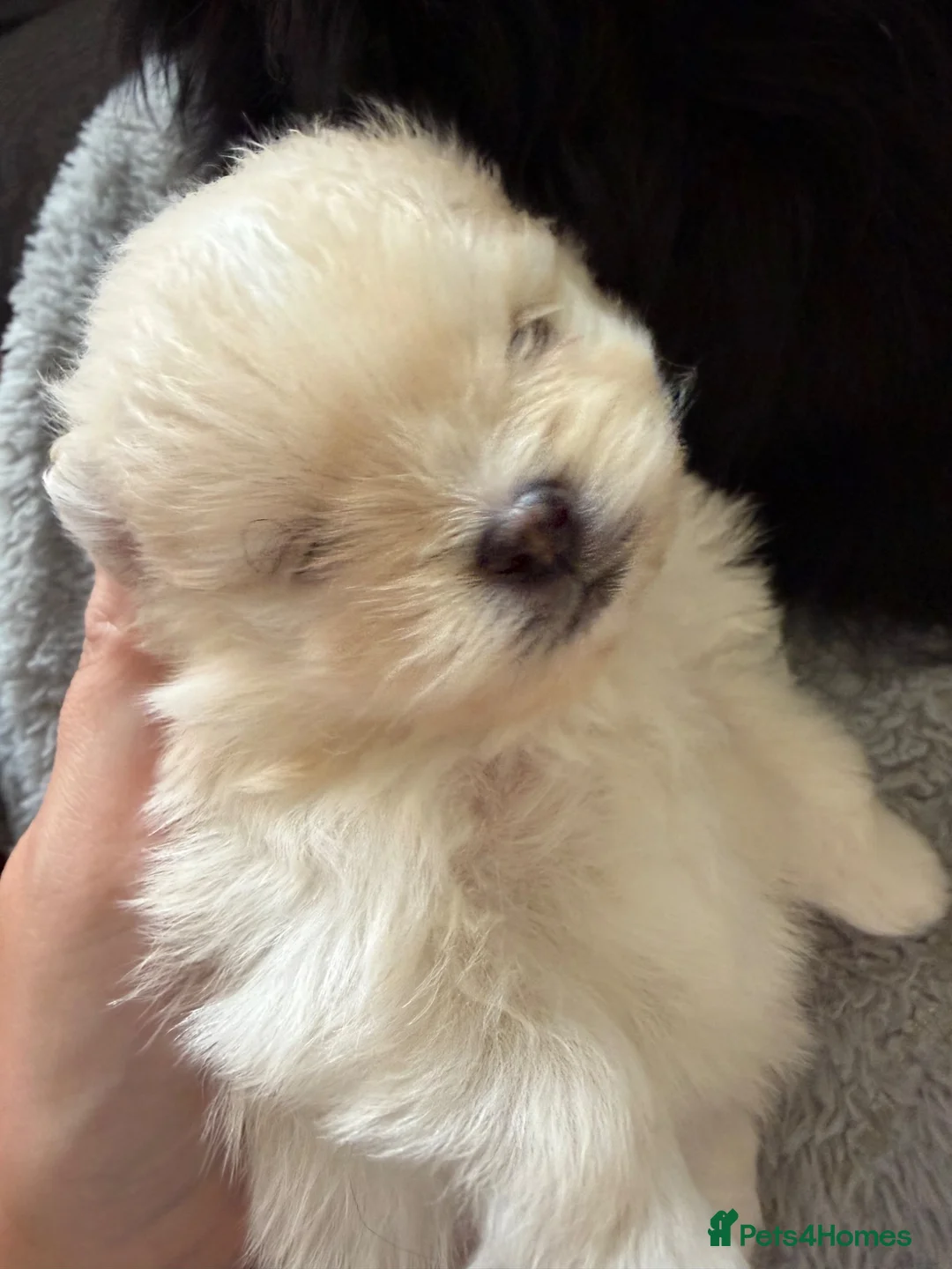 Pomeranian dogs for sale: Pomeranian baby girl  - Advert 2