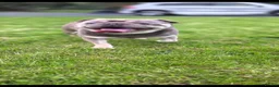 Pug dogs for stud: STUD PUGS in Armagh - Advert 4