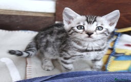 Bengal cats for sale: 2 CUTE SILVER FEMALE BENGAL KITTENS (TICA REG) - Image 12