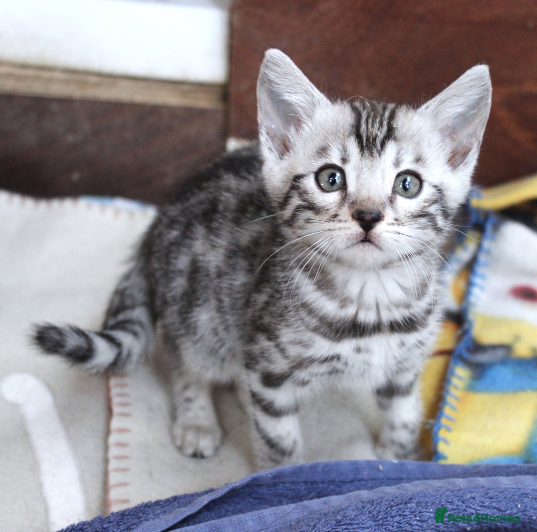 Bengal cats for sale: 2 CUTE SILVER FEMALE BENGAL KITTENS (TICA REG) - Image 12
