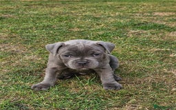 Staffordshire Bull Terrier dogs for sale: Staffordshire Bull Terrier boys - Image 4