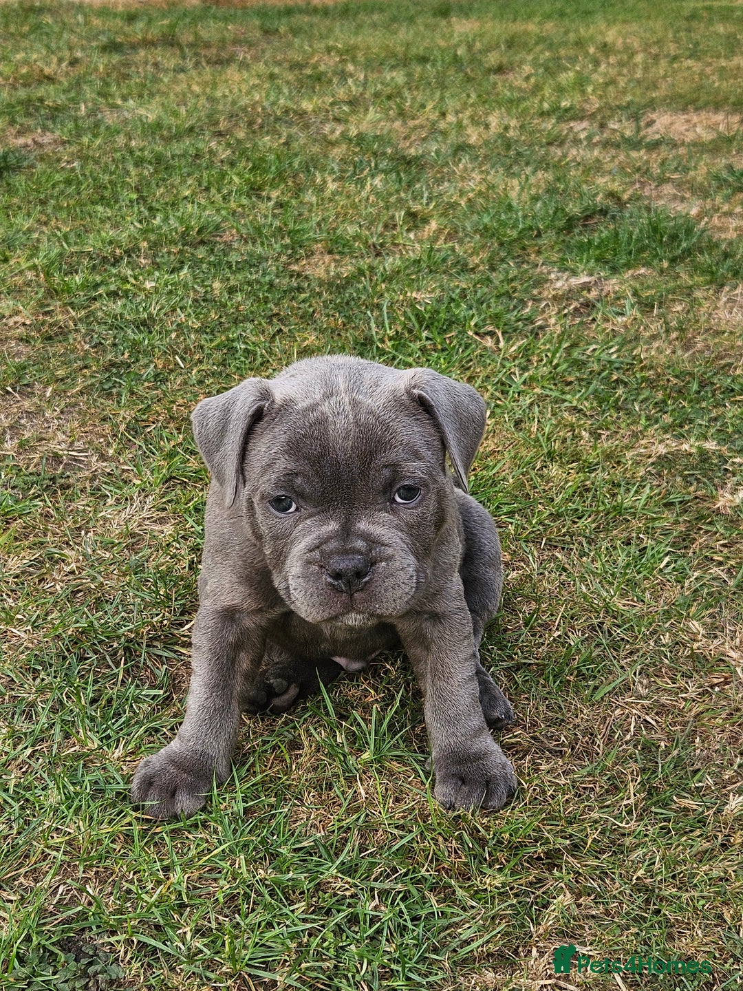 Staffordshire Bull Terrier dogs for sale: Staffordshire Bull Terrier boys - Image 4