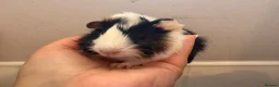 Guinea Pig rodents for sale: Beautiful baby piggies  - Advert 15