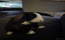 Mixed Breed rabbits for sale: Female bunny 14 weeks old - Image 4