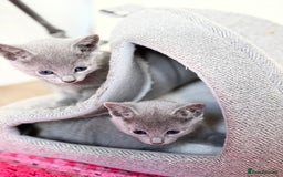 Russian Blue cats for sale: American lines Russian Blue Kittens. - Image 4