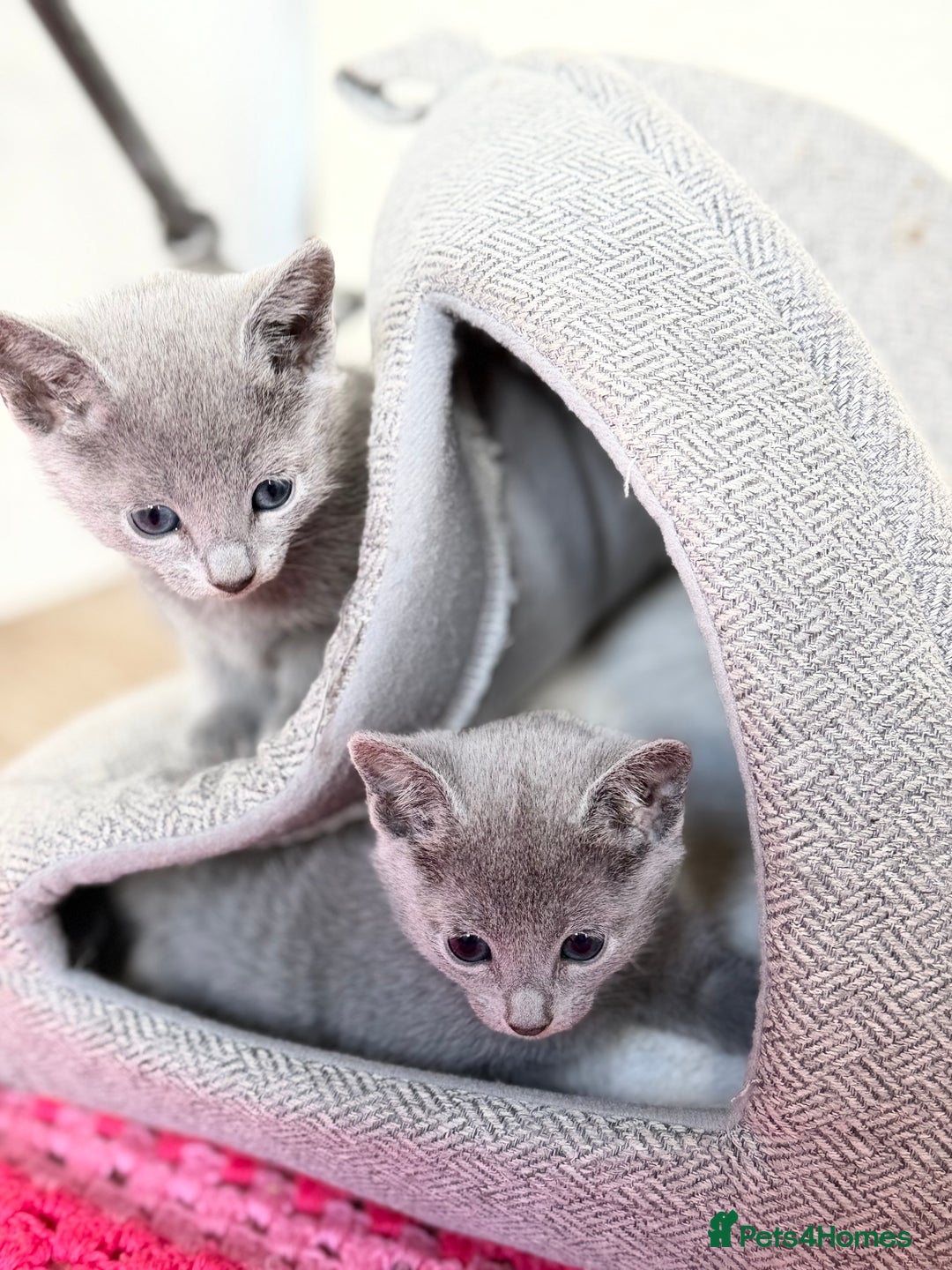 Russian Blue cats for sale: American lines Russian Blue Kittens. - Image 4