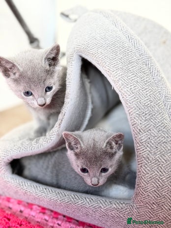 Russian Blue cats - Advert 2