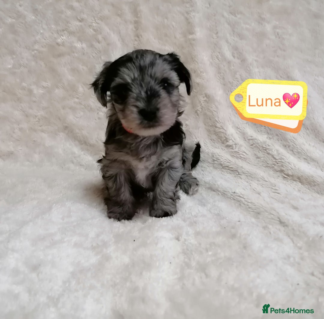 Biewer Terrier dogs for adoption: 🏠❤️ Biewer Puppies Looking for Loving homes - Advert 4