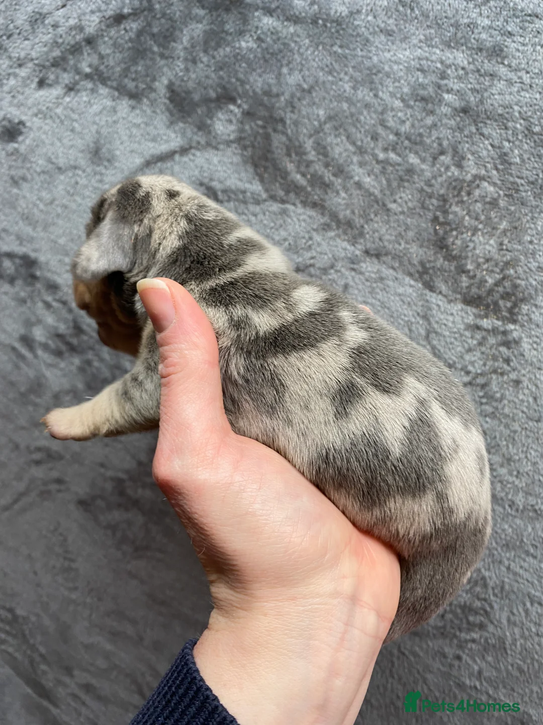 Miniature Dachshund dogs for stud: 🍦ALPHA mini cream Int/Int pied Smooth dachshund ! in Mexborough - Advert 35