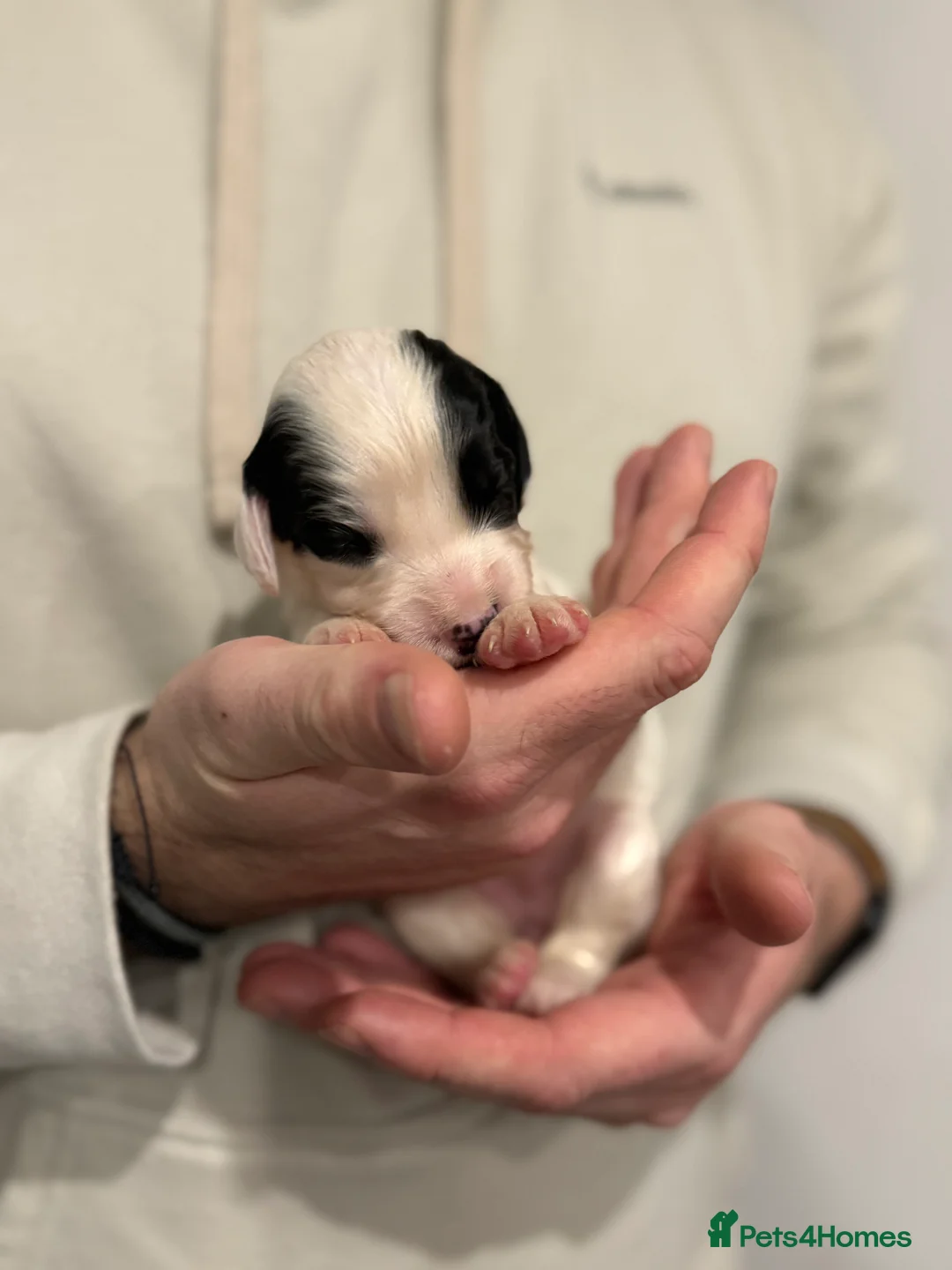 Sprocker dogs for sale: Sprocker pups looking for their forever home 🐶💕 - Advert 7