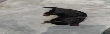 Cockapoo 6