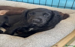 Cocker Spaniel dogs for sale: 1 Adorable working cocker spaniel pup boy 🐶  - Advert 15