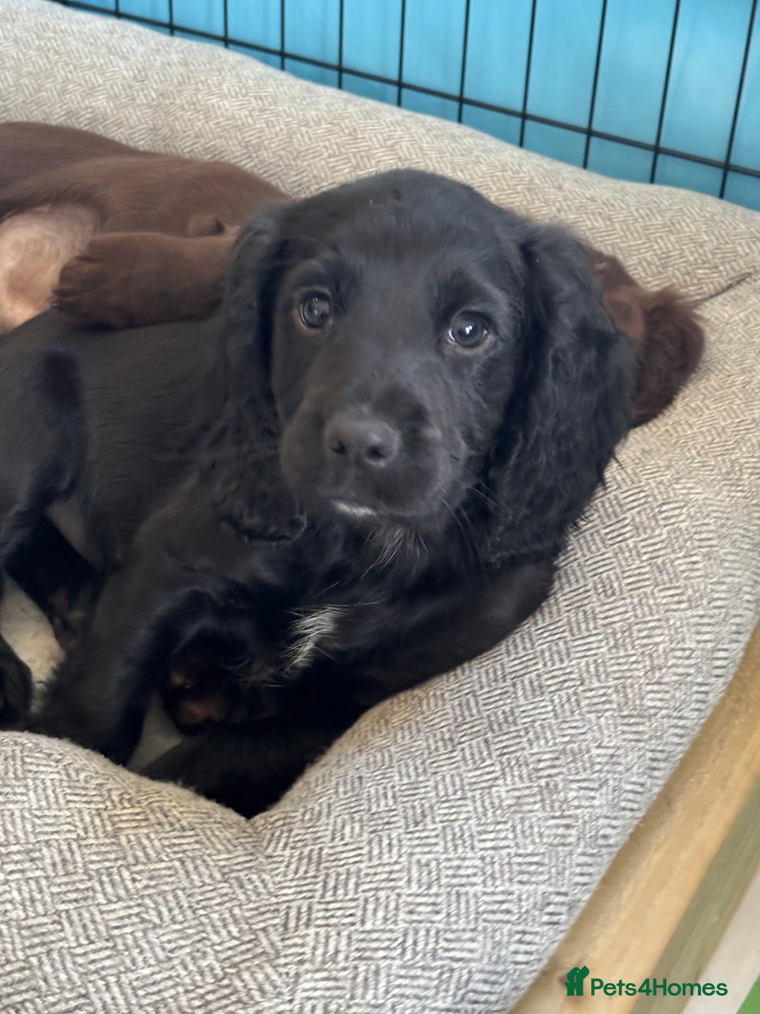 Cocker Spaniel dogs for sale: 1 Adorable working cocker spaniel pup boy 🐶  - Advert 15