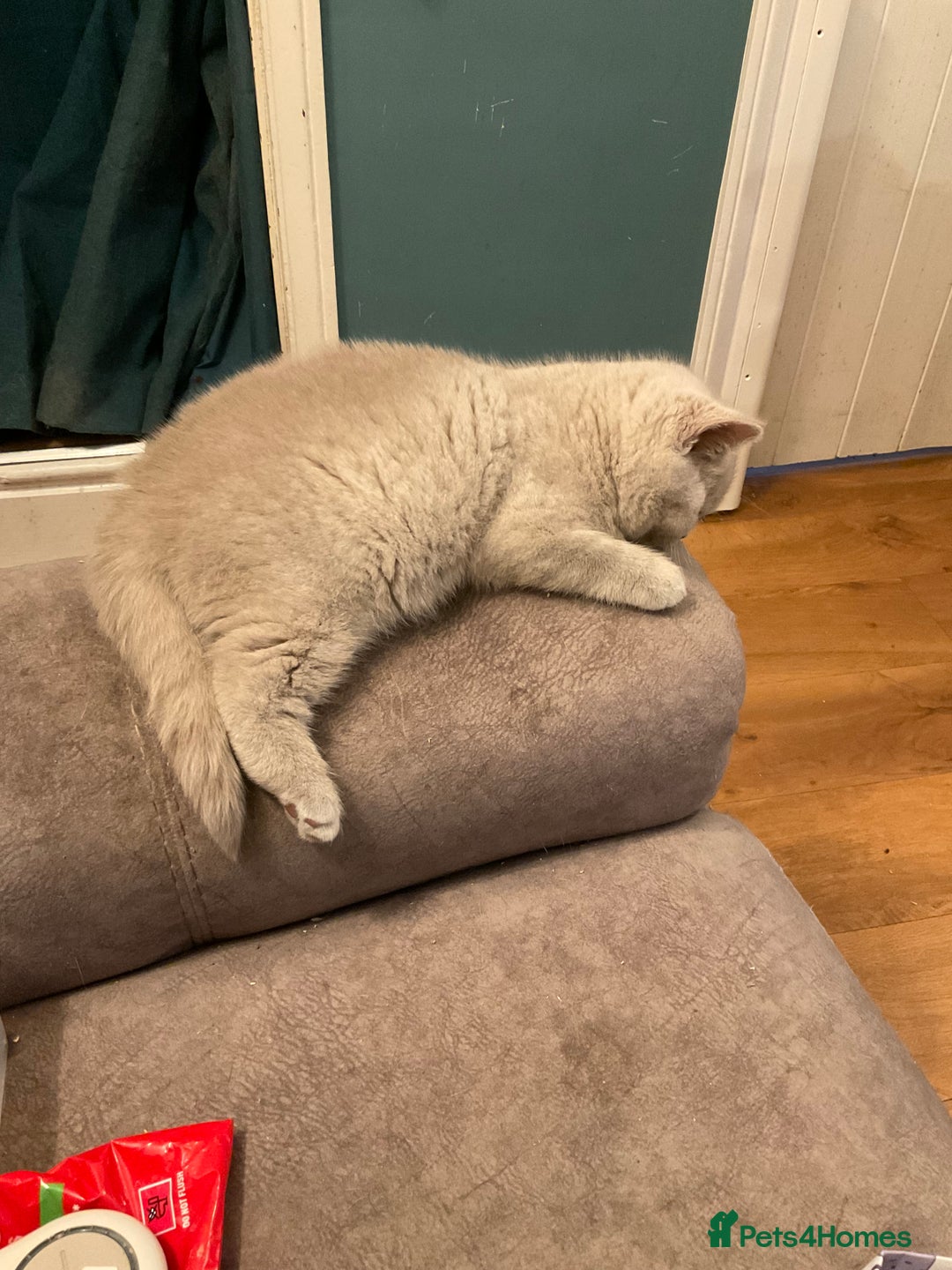 British Shorthair cats for sale: Stunning Lilac Boy available - Advert 5