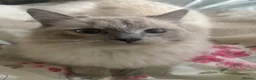Ragdoll cats for sale: 🐾 Gorgeous Ragdoll Cross Kittens🐾 - Advert 3