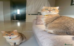 Scottish Fold cats for sale: Last stunning golden girl  - Image 6