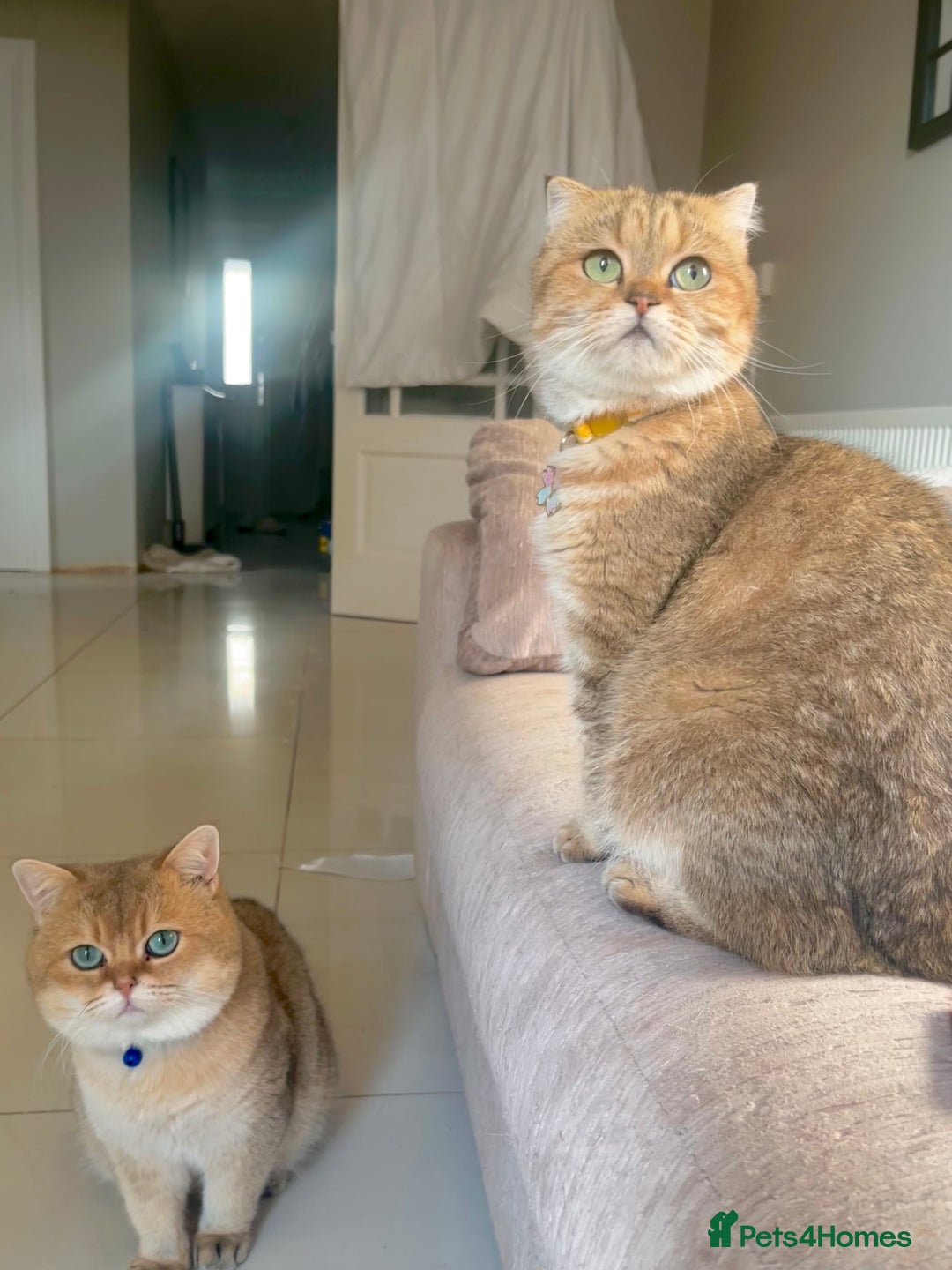 Scottish Fold cats for sale: Last stunning golden girl  - Image 6