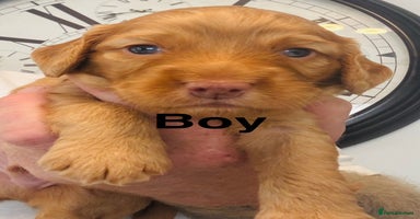 Cockapoo dogs - Advert 14