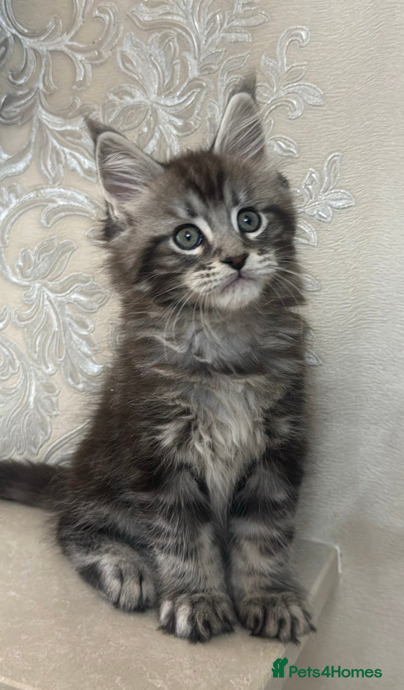 Maine Coon cats Silver Maine Coon Kitten - Advert 12