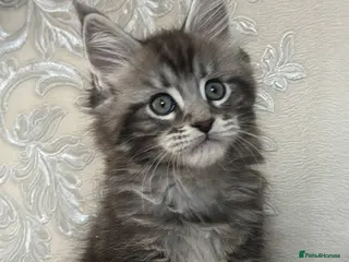 Maine Coon cats Silver Maine Coon Kitten - Advert 12