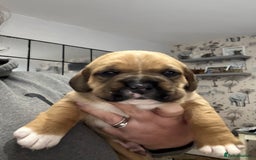 Mixed Breed dogs for sale: Chunky boys - Advert 22