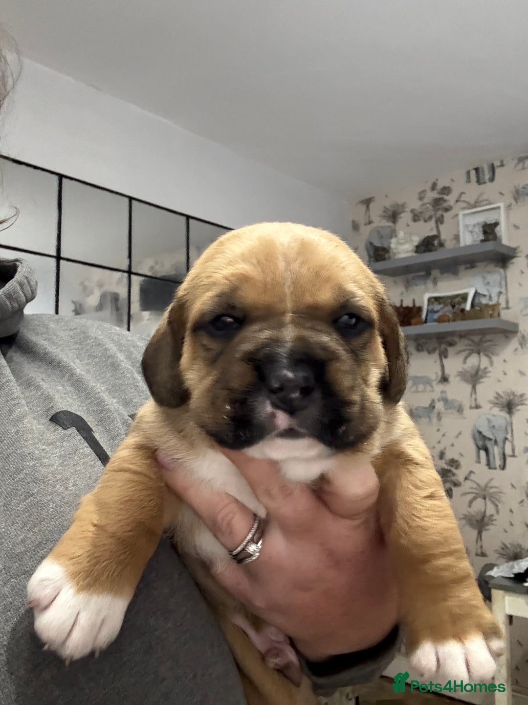 Mixed Breed dogs for sale: Chunky boys - Advert 22