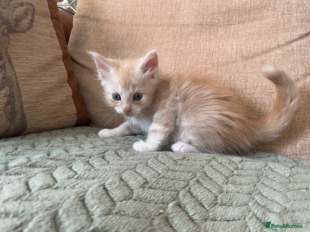 Maine Coon cats for sale: Maine coon babies  - Image 9