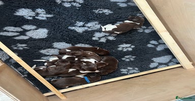 German Shorthaired Pointer dogs - Advert 11
