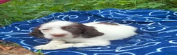 English Setter dogs for adoption: Mara's pups -4x male 4x female English Setter pups - Advert 18
