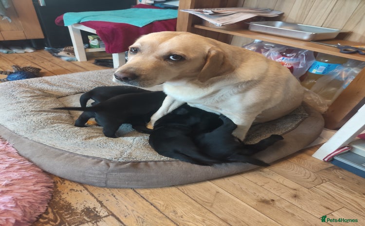 Labrador Retriever dogs - Advert 8