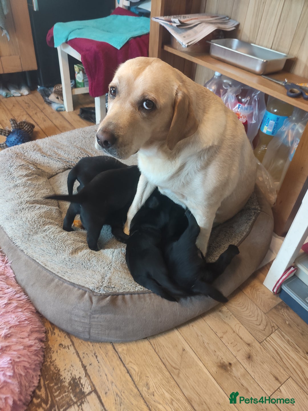 Labrador Retriever dogs for sale: Beautiful pedigree black Labrador pup's  - Image 13