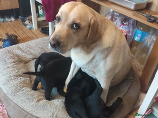 Labrador Retriever dogs - Advert 3