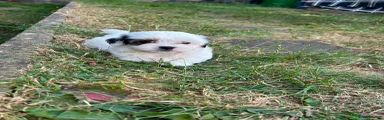 Bichon Frise 2