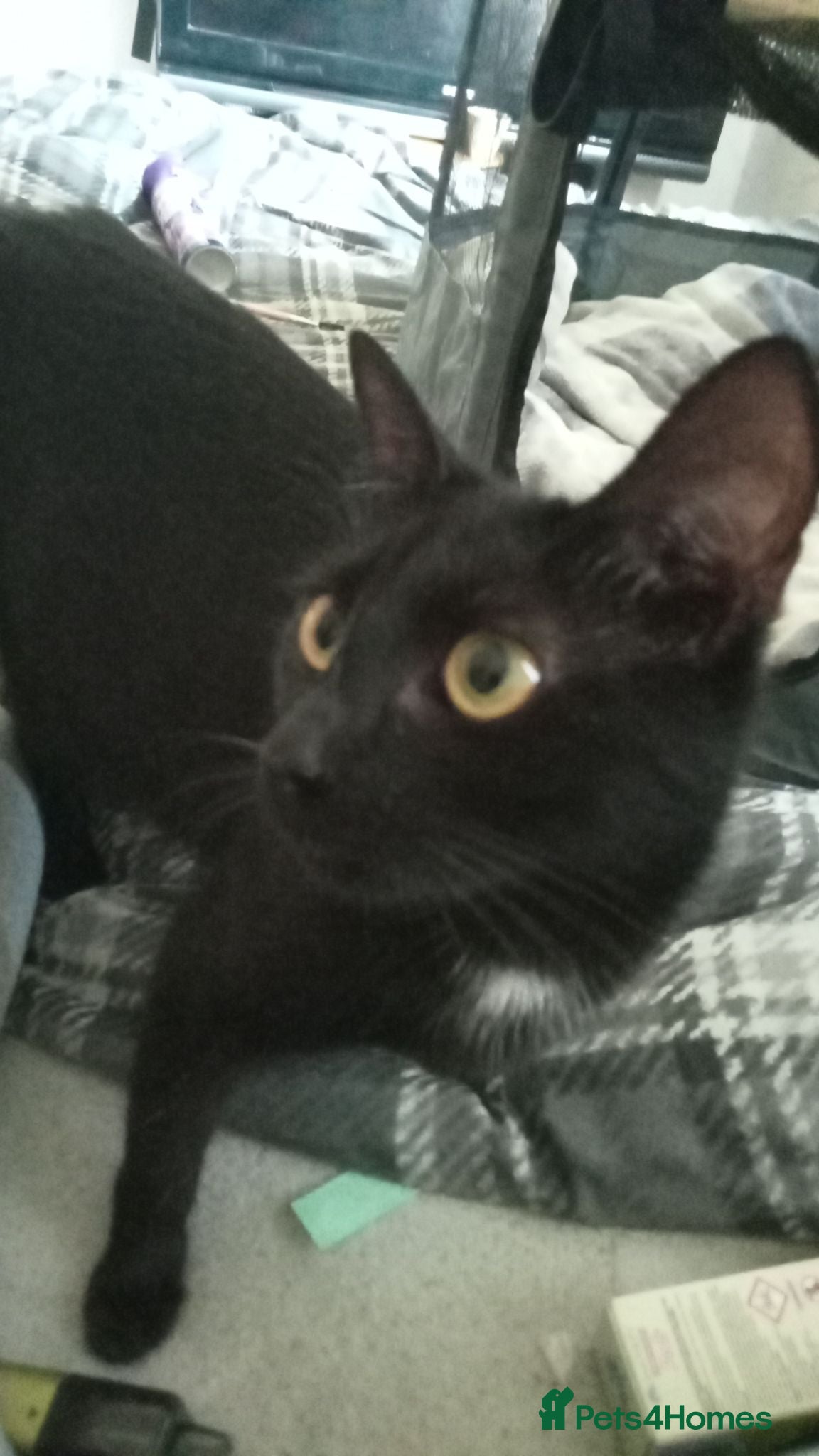 Mixed Breed cats 4 beautiful kittens looking for the forever home  - Advert 4