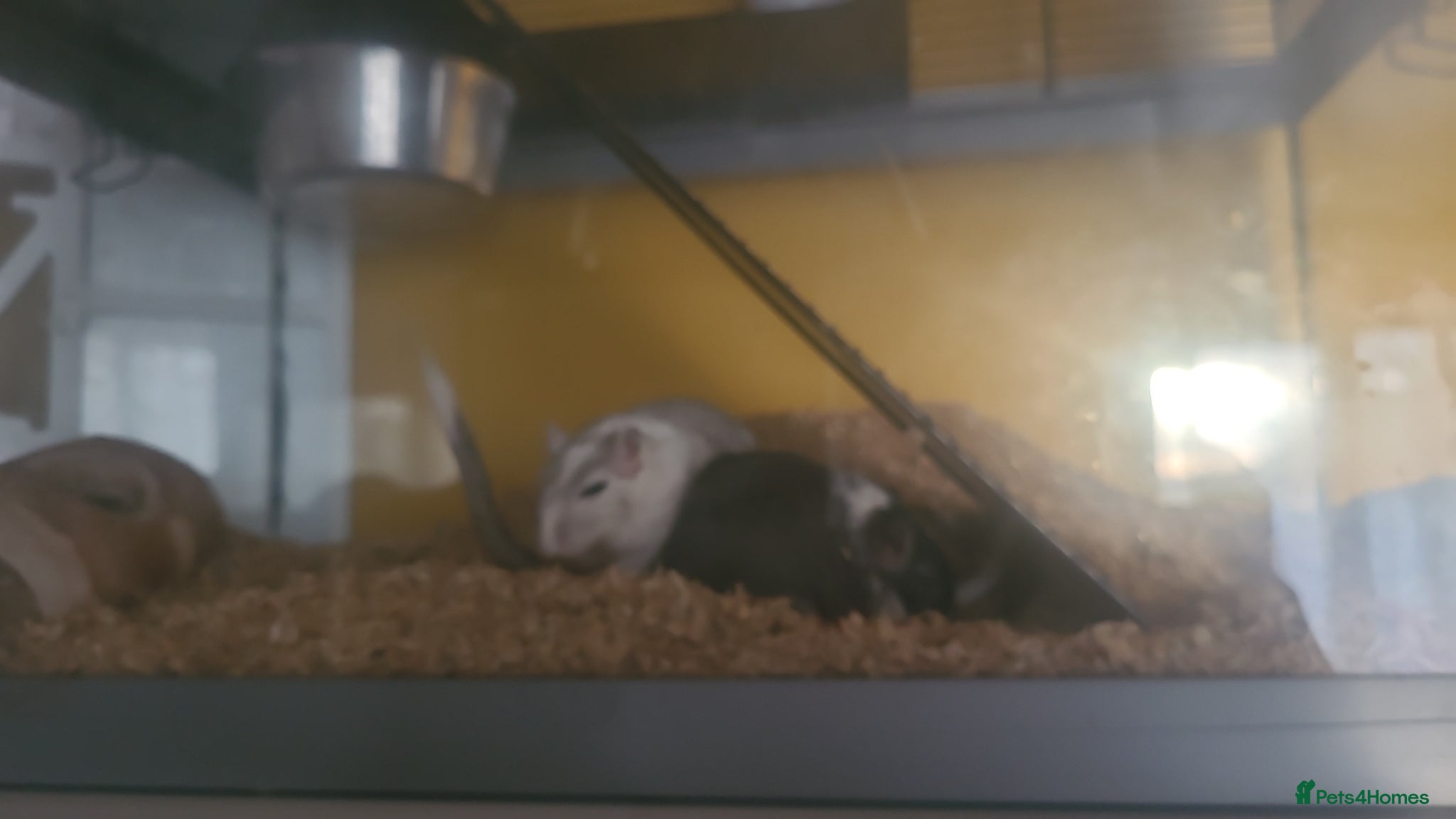 Gerbil rodents 2 male gerbils - Advert 1