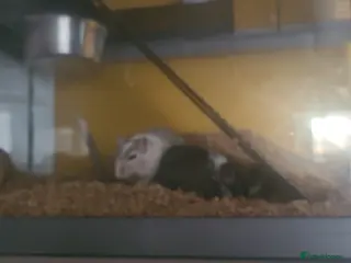 Gerbil rodents 2 male gerbils - Advert 10