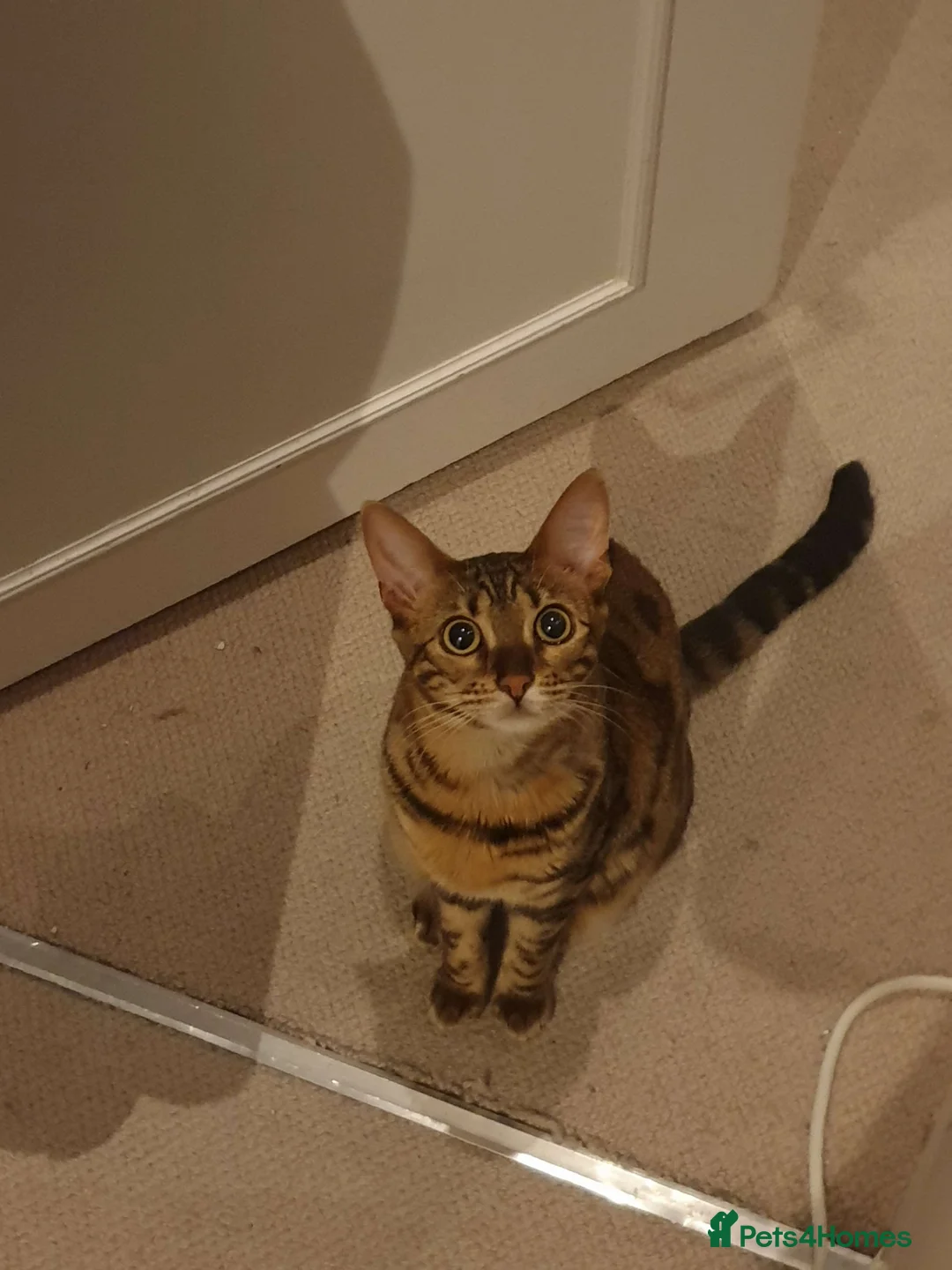 Bengal cats for sale: Exceptional Bengal For Sale - Advert 3