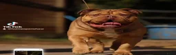 Olde English Bulldogge dogs for sale: Rodney Olde English Bulldogge - Advert 8