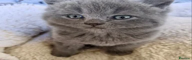 British Shorthair Kitten 4