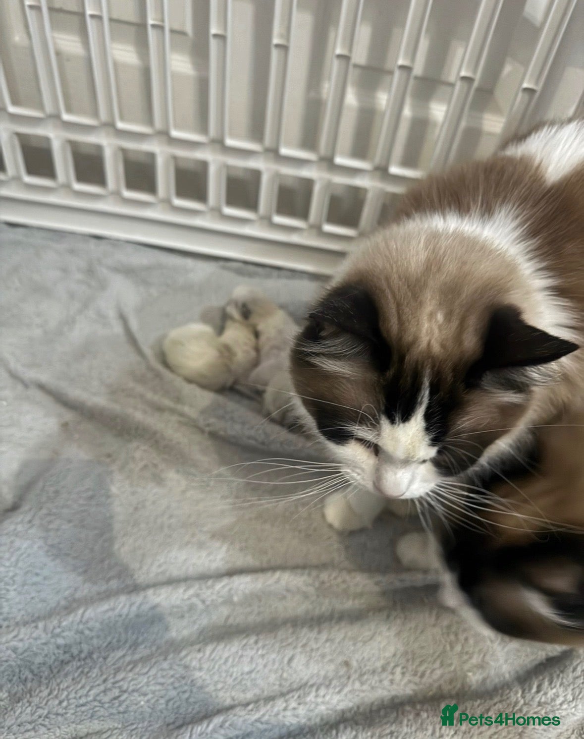 Ragdoll cats 6 GCCF ragdoll kittens  - Advert 1