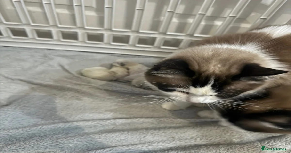 Ragdoll Kittens for sale | Pets4Homes