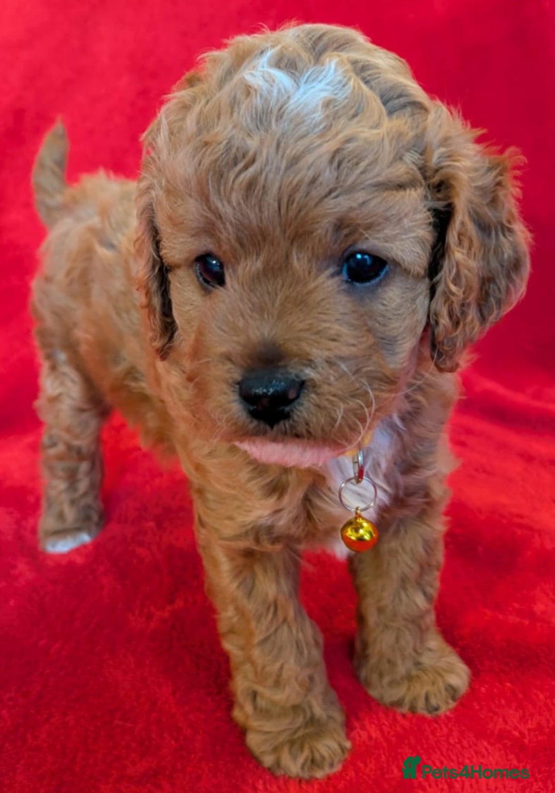 Cavapoo dogs for sale: F2 Cavapoo, Dog breeding license - Advert 26