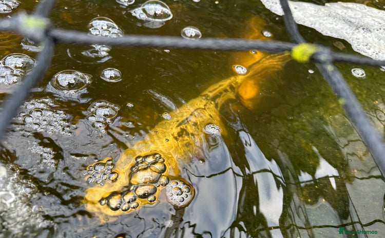 Koi Carp fish - Advert 8